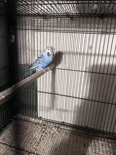 Crusted Breeder male under exh