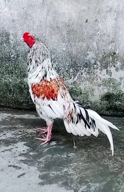 Cheena theekar aseel patha zehr dum band jor cargo posible 03161510578