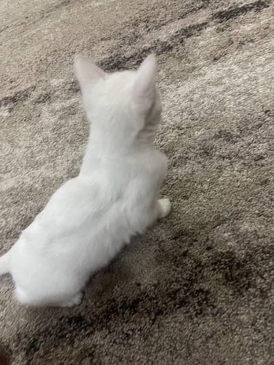 single coat dual eyes persian white female cat