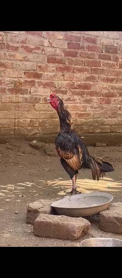 urgent sell pure miawali pair all video  available 03475981324