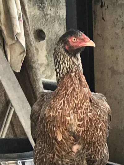 Aseel madi O33Z 33 I6I 33 whattsap or phone