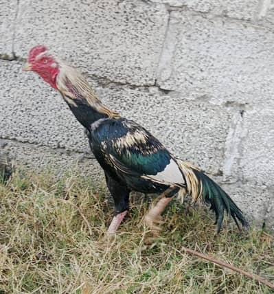 Aseel mianwali jawa for sale