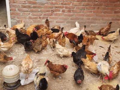 misri or golden Andy deny wali murgii