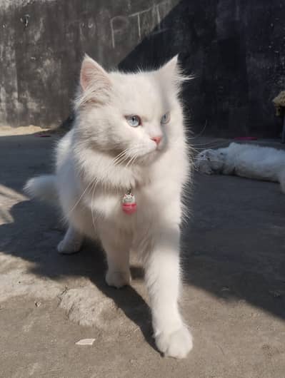Family Friendly Pet Male & Female cat for sale