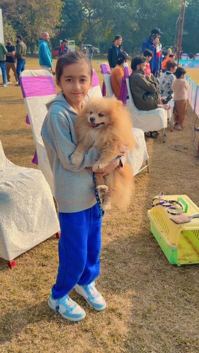 Confirm stud pomranian