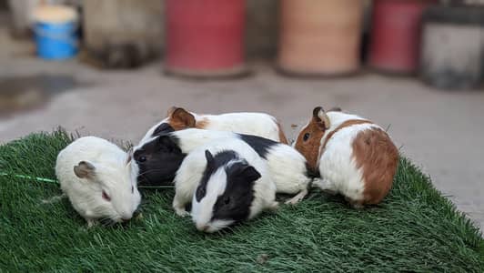 Guinea pigs