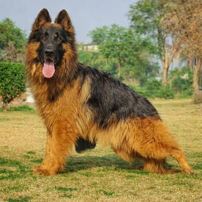 German Shepherd dogs