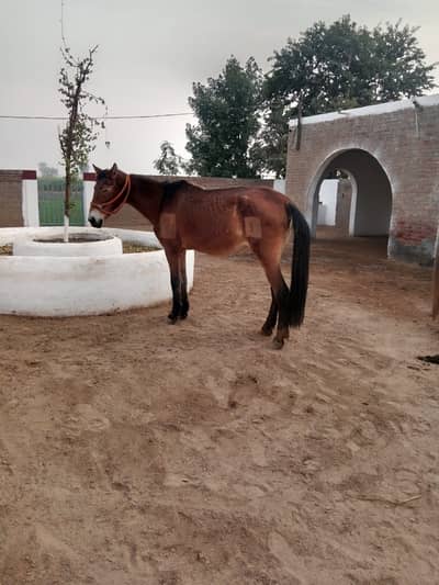 Horse for Sale Toba Tek Singh 0/3/2/3/5/5/5/3/3/7/6