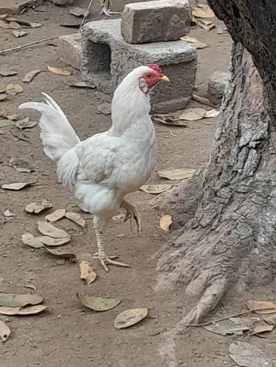 Pure Desi Chickens and Roosters Home Raised (Egg laying)