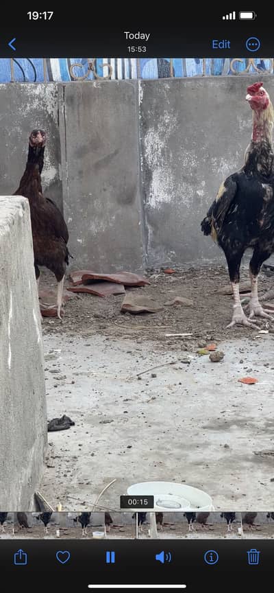 Breeder aseel pair for sale