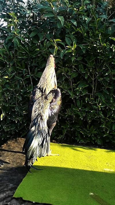 Aseel sawa jawa patha (Murgha) for sale