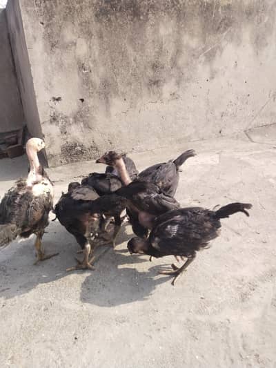 pure aseel available for sale