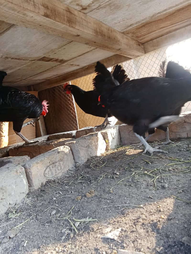 Australorp 0