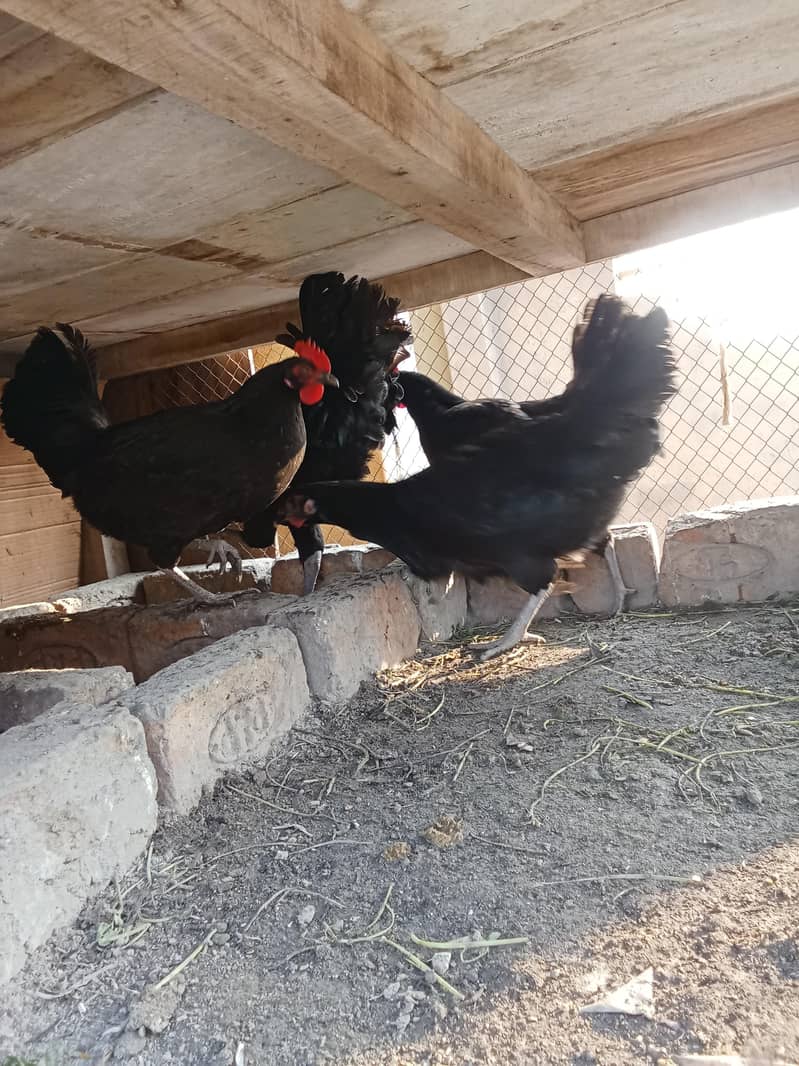 Australorp 1