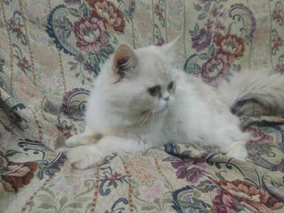 brown and white persian punch face Cat