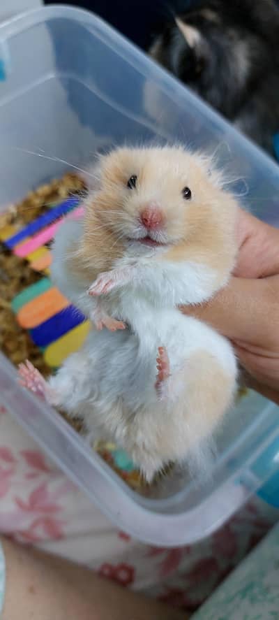 cute chubby male hamster