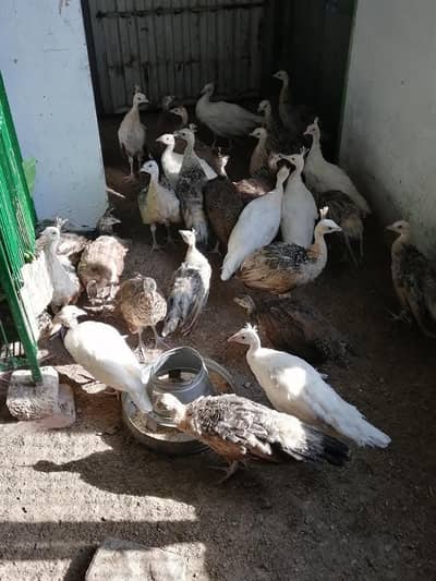 Green Java chicks for sale 03478614132 call whatsap