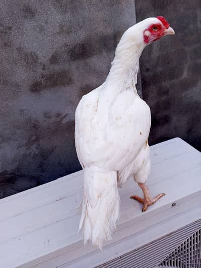 Paper white heera Aseel