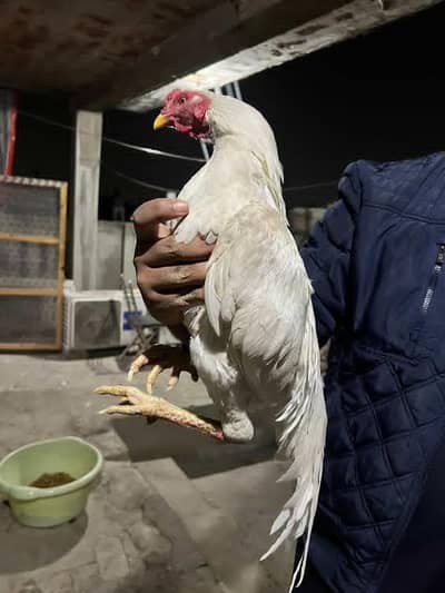 Paper white heera traio set for sale  . pure quality breed