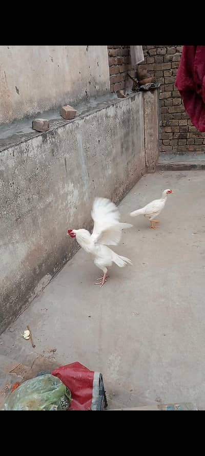 Aseel pair for sale