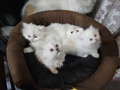 Persian cat / Persian kittens / triple coated / punch face / cat