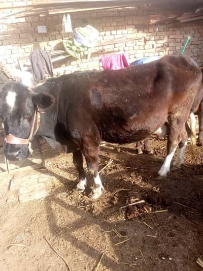 Turr Gaye Cow frezan jersey cross