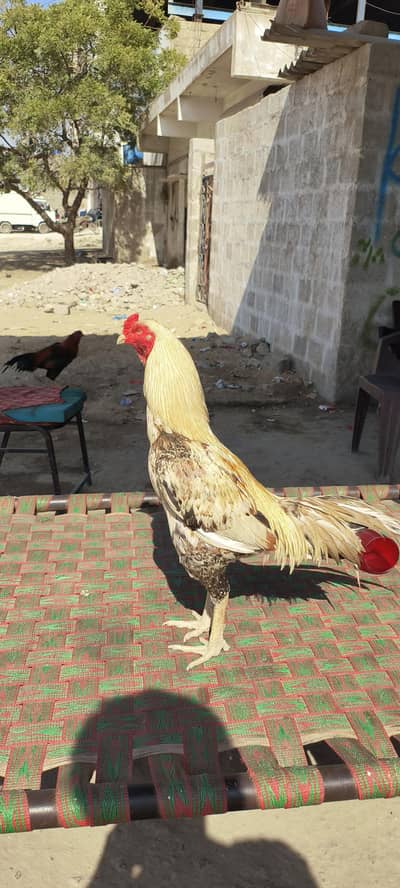 Hight quality metha aseel