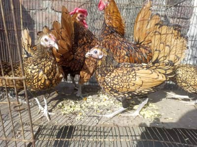 golden sebright 2 trio egg laying