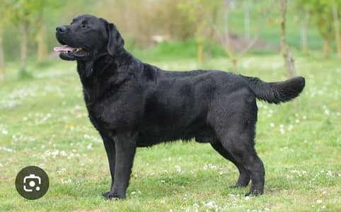 black shine lebra male