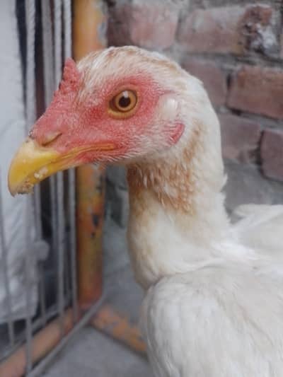 heera asee madi  yalow nok nali  ghr ki Han jis bahi ko chya wo rabta