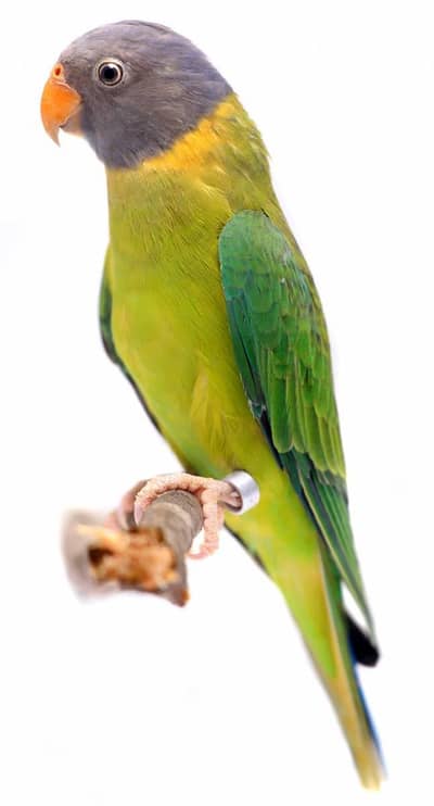 plump head green parrot