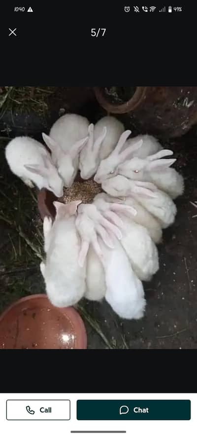 1000 کا ایک خرگوش ہے