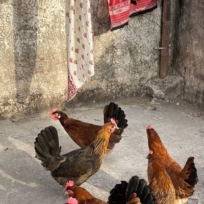 Golden misri or desi hens