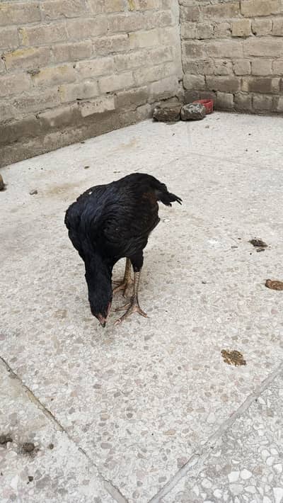 Aseel Quality mushki pathi