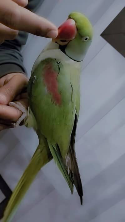Male Raw parrot sale