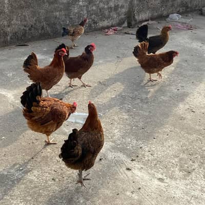 Golden misri or desi hens 03119577319