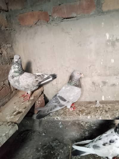 teddy goldan sailkoti kabtor h total 14 15 pc h shoq khatm kr diya