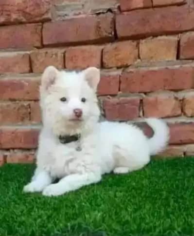 Russian puppy dog 2 month age for sale