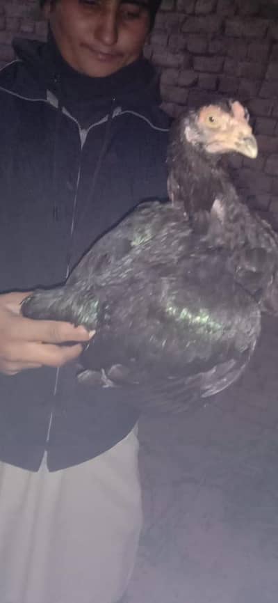 asel morgi hi ashi qawaltie ki