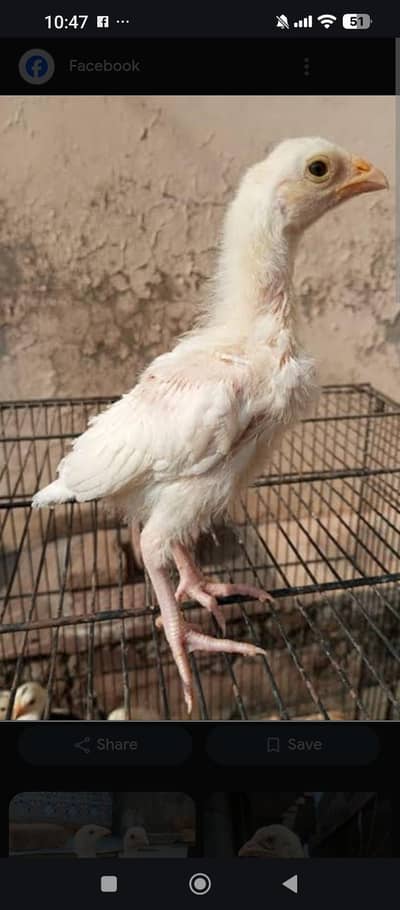 white Heera Aseel Bacha Available in Lahore