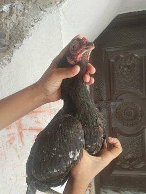 ASEEL MIANWALI MADI FOR SALE