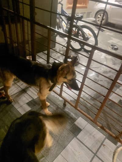 German Shepherd in black and brown colour long coat