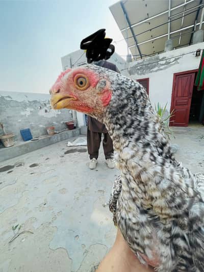 Indeon parrot beak long tail