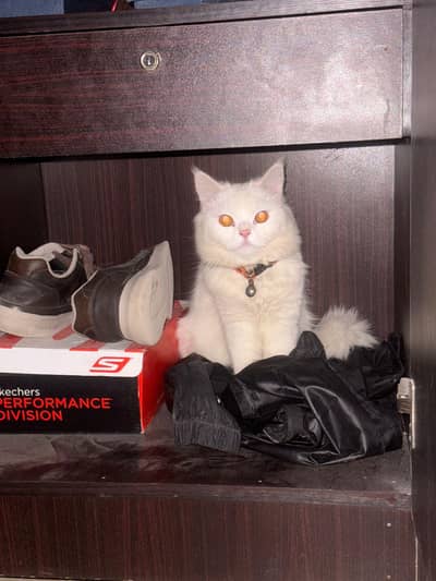 Fluffy White Persian Cat Healthy & Playful