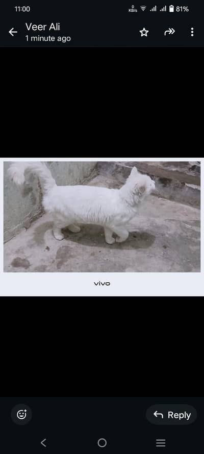 persian cat for gift salle