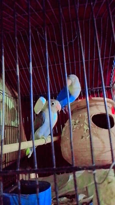 lovebirds