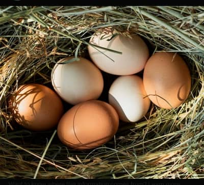 Aseel fertile egg for salr