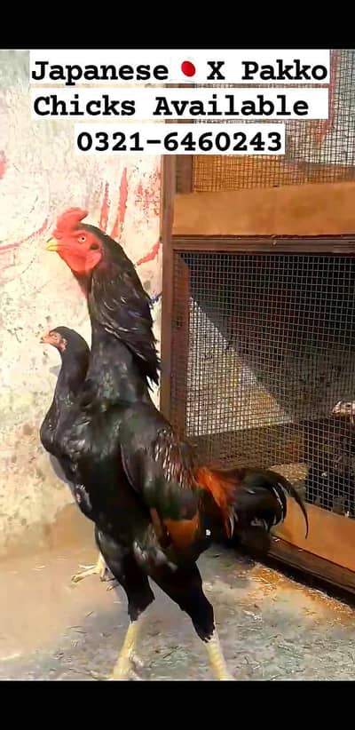 Japanese Shamo  X Pakko chicks