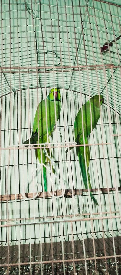 Ringnick confirm king size breeder visual split pair