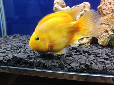 Parrot, Frontosa, African Cichild fish